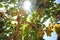 Rustic Wineyard whith White grapes in Ica, Peru, \\\