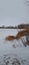 Rustic winter colors at Sloans lake on a winter day