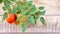 Rustic wood panelling with red plum tomatoes, hanging on a vine, clustered. Depicts farming, gardening, agriculture, organic food