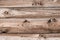 Rustic wood texture close detail mock up background