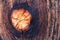 Rustic wooden background texture: Knothole