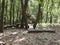 Rustic wooden bench within the poblet forest, tarragona, spain, europe