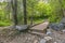 Rustic wooden bridge in the forest of Provo Utah