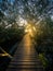 Rustic Wooden Bridge Surrounded by Mangrove at Sunrise