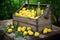 rustic wooden crate filled with limoncello bottles and lemons