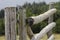 Rustic wooden fence