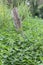 Rustic wooden fence invaded by nettle for humid and rich soil