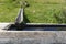 Rustic wooden fountain near Seiser Alm South Tyrol Italy