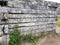 Rustic wooden grain textured wall with vegetation