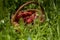 Rustic Wooden Punnet with Sweet Strawberry. Meadow