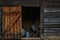 Rustic Wooden Shed with Open Door