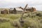 Rustic wooden structures in Bodie, California