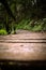 Rustic wooden walkway spanning a tranquil natural landscape of green trees