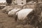 Rusting abandoned Volkswagen Beetles