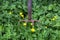 Rusting Garden Fork with Weeds and Wild Flowers