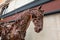 Rusting horse sculpture, Calgary, Canada