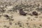 Rusting ships at the Ship Cemetery near Moynaq village at the former coast of Aral Sea, Uzbekist