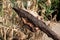 Rusty anchor hook and reed grass