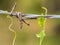 Rusty barbed wire fence cuddled with green lvy Gourd in upcountry of Thailand