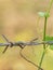 Rusty barbed wire fence cuddled with green lvy Gourd in upcountry of Thailand