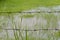 Rusty Barbed wire fence with overgrown grass