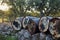 Rusty barrels on dry stone wall