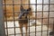 Rusty bars of an aviary of an animal shelter, blurred stray dog standing behind bars