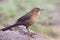 Rusty Blackbird