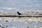 Rusty Blackbird (Emphagus carolinus) Reflections Lake Palmer Alaska