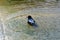 Rusty blackbird in Everglades National Park, Florida, USA