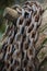 Rusty Boat chain on a Jetty