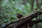 Rusty-breasted Wren-Babbler