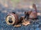 A rusty broken drink can lying on the ground. Close up shot.