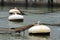 Rusty buoys in port water