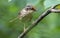 Rusty-capped fulvetta it is a small brown fulvetta.