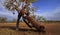 Rusty car abandoned in Outback Queensland Australia