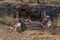 Rusty Car Wreck Dumped In Bushland