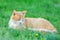 Rusty cat sleeping in the grass