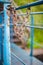 Rusty chain hangs on a blue fence in the afternoon