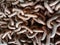 Rusty chain link backgrounds and textures closeup .