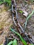 A rusty chain lying on the ground with grass