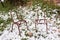 Rusty chairs on snow.