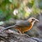 Rusty-cheeked Scimitar-babbler