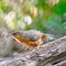 Rusty-cheeked Scimitar-babbler