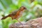 Rusty-cheeked scimitar babbler bird