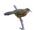Rusty-cheeked Scimitar Babbler, bird isolated perching on branch