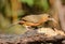 Rusty-cheeked Scimitar-Babbler (Pomatorhinus erythrogenys)