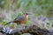 Rusty-cheeked Scimitar Babbler or Pomatorhinus erythrogenys, beautiful bird standing on timber.
