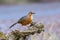 Rusty-cheeked Scimitar Babbler or Pomatorhinus erythrogenys, beautiful bird standing on timber with blur background.