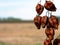 Rusty color lantern tree seed pods close-up and blurry meadow background